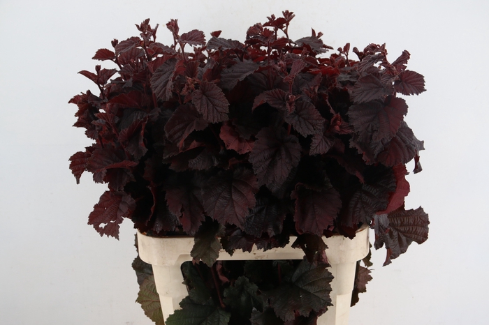 <h4>CORYL AV ROTER ZELLE 090CM</h4>