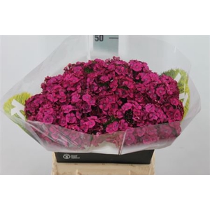 Di Barb Kiwi Fuchia 40cm