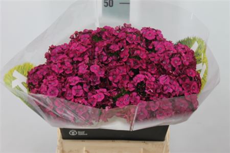 <h4>Di Barb Kiwi Fuchia 40cm</h4>