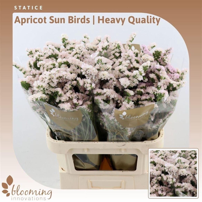 <h4>LIMONIUM SINUATUM 'APRICOT SUN BIR'</h4>
