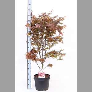 ACER PA SKEET BROOM