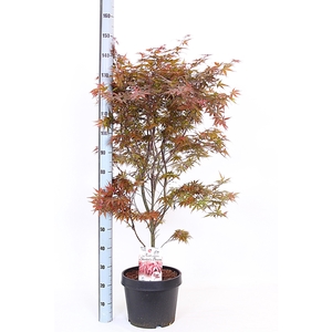 ACER PA SKEET BROOM