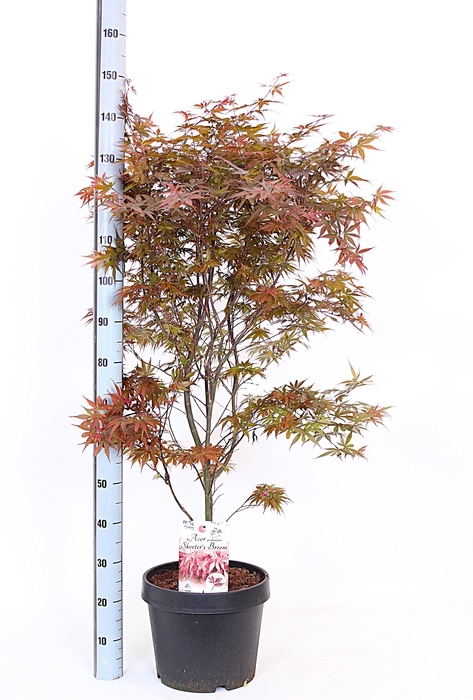 <h4>ACER PA SKEET BROOM</h4>