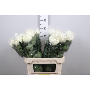 Chr G Vienna White