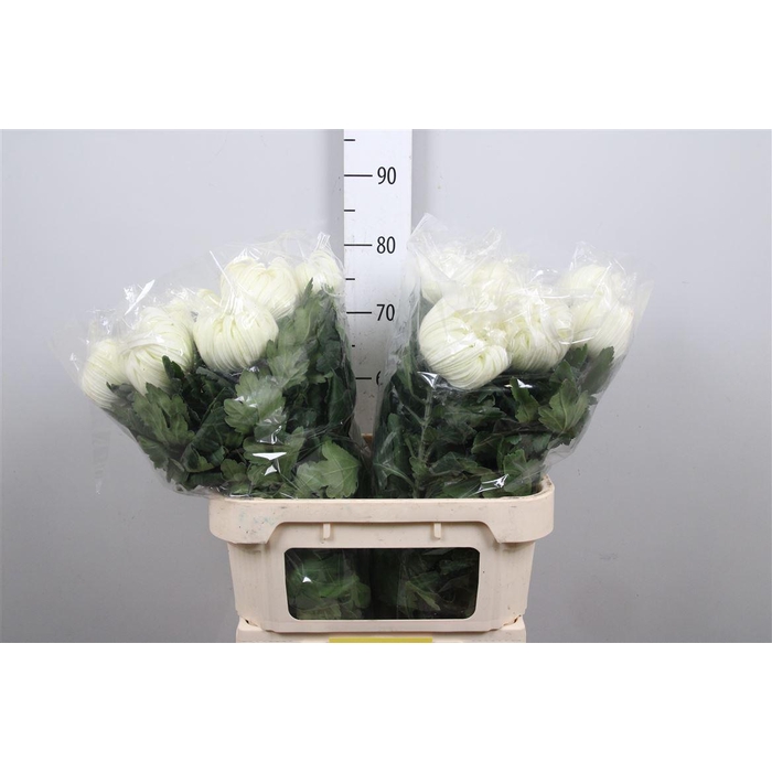 <h4>Chr G Vienna White</h4>