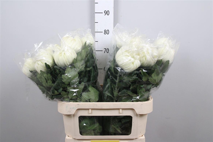 Chr G Vienna White