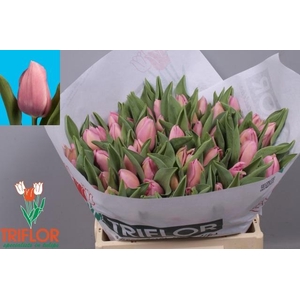 TU EN PIN INNOVATION