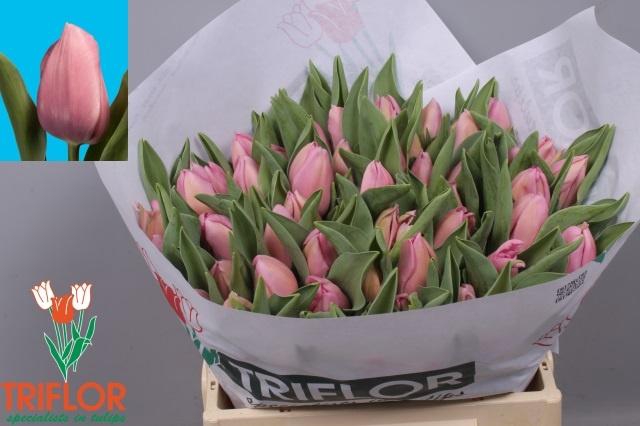 <h4>TU EN PIN INNOVATION</h4>