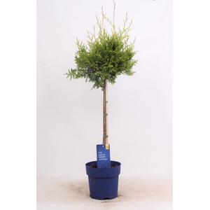 Thuja Occ Brabant Stam