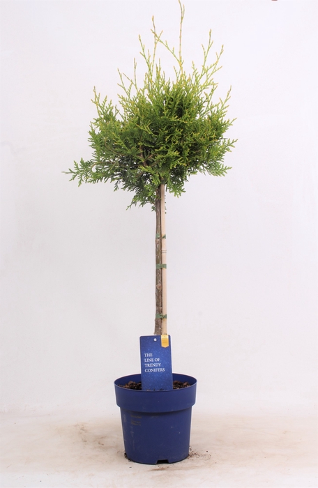 <h4>Thuja Occ Brabant Stam</h4>