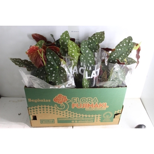 BEGONIA MACULATA P15 PO