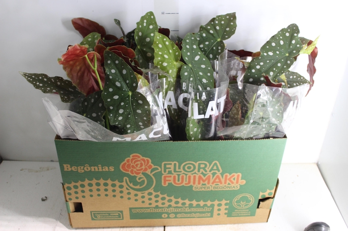 <h4>BEGONIA MACULATA P15 PO</h4>