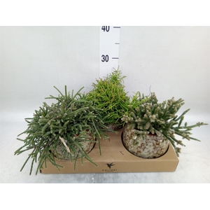 Rhipsalis   ...mix