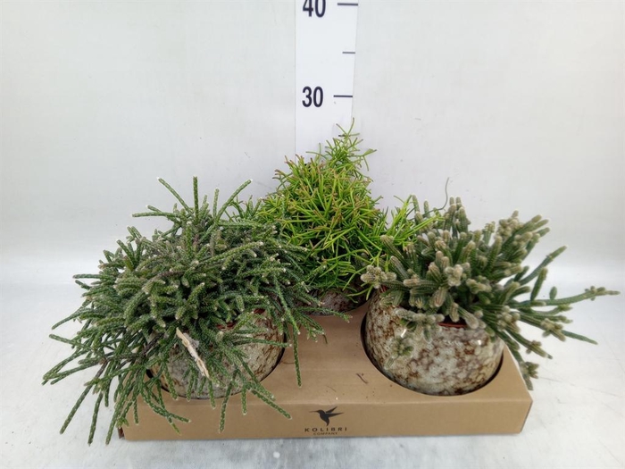 <h4>Rhipsalis ...mix</h4>