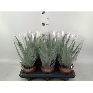 Aloe arborescens