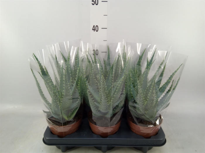<h4>Aloe arborescens</h4>