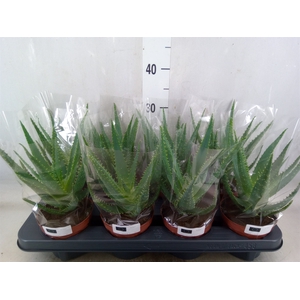 Aloe arborescens
