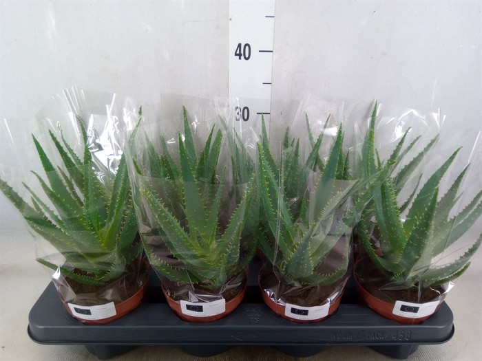 <h4>Aloe arborescens</h4>