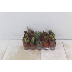 CACTUS MINI P06