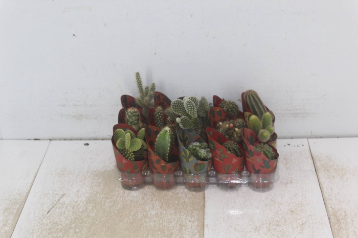<h4>CACTUS MINI P06</h4>