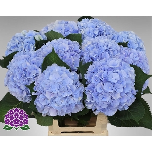 Hydrangea Verena blauw