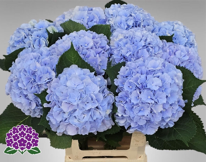 <h4>HYDR M CH VERENA BL</h4>