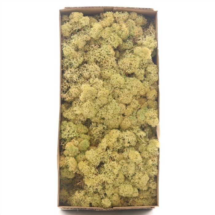 <h4>Ijslandmos (reindeer) Oud Groen</h4>