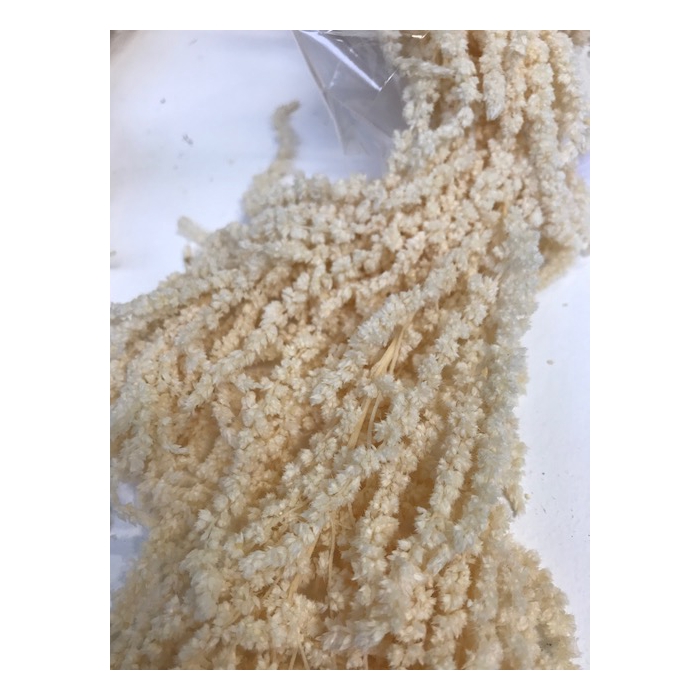 <h4>Amaranthus white stabi</h4>