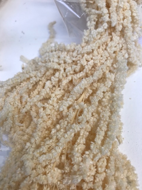 <h4>Amaranthus white stabi</h4>