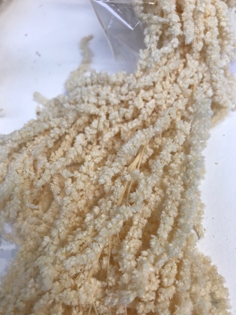 <h4>Amaranthus white stabi</h4>