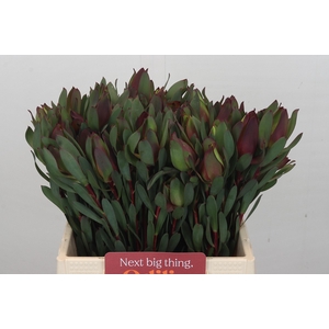 Leucadendron Senorita