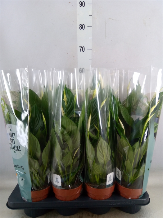 <h4>Spathiphyllum  'Pico Cupido'</h4>