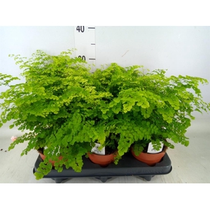 Adiantum raddi. 'Fritz-Luthi'