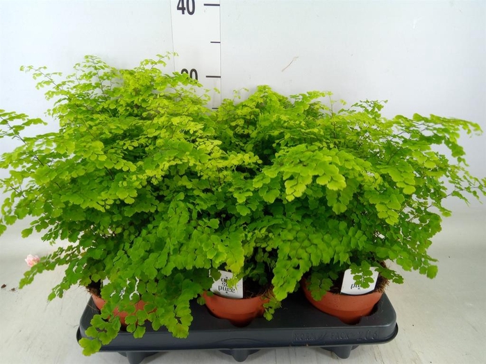 <h4>Adiantum raddi. 'Fritz-Luthi'</h4>