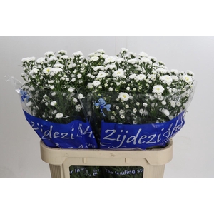 Aster Cassy
