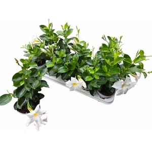 MANDE RIO WHITE