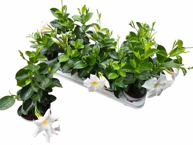 <h4>MANDE RIO WHITE</h4>