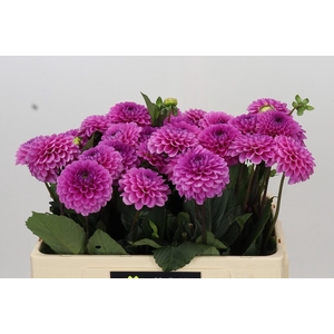 Dahlia Happy Hour
