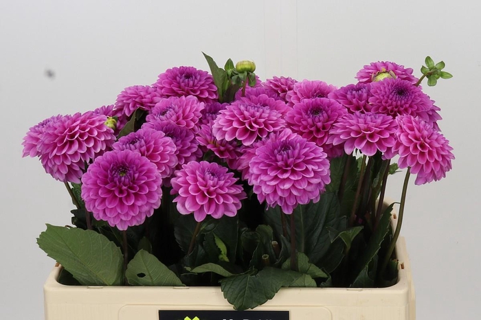 <h4>Dahlia Happy Hour</h4>