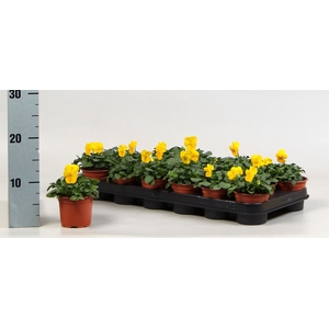 Viola corn. 'Evo Mini Yellow'