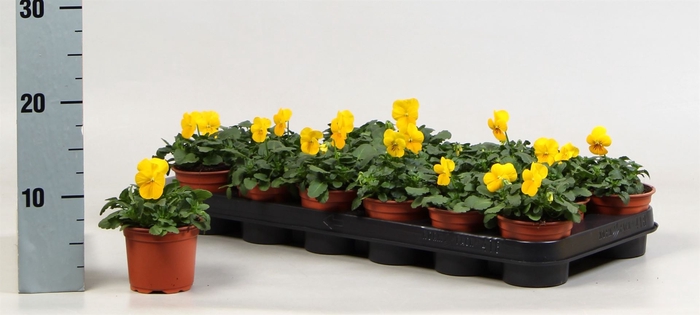 <h4>Viola corn. 'Evo Mini Yellow'</h4>