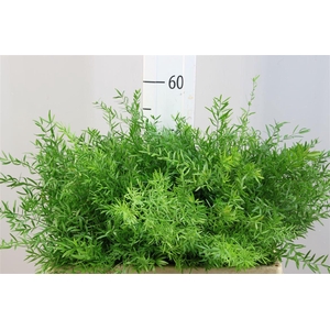 Asparagus Cwebe 50