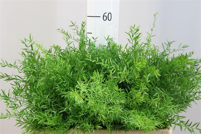 <h4>Asparagus Cwebe 50</h4>