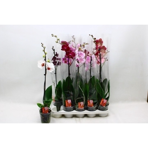 PHAL GEM