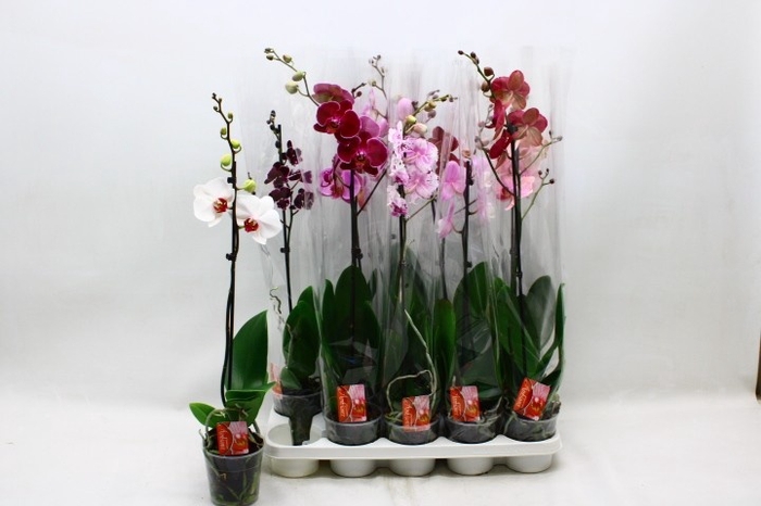 <h4>PHAL GEM</h4>