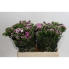 Dianthus Br Amazon Rose Magic