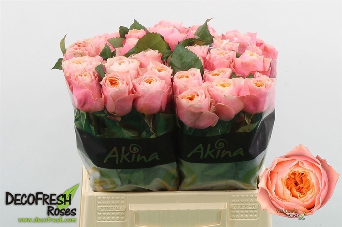 <h4>R Gr Vuvuzela</h4>