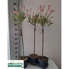 SALIX IN FLAMINGO