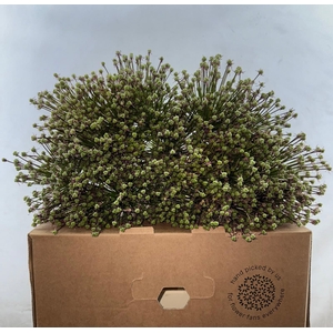 Allium Cherry Zaad