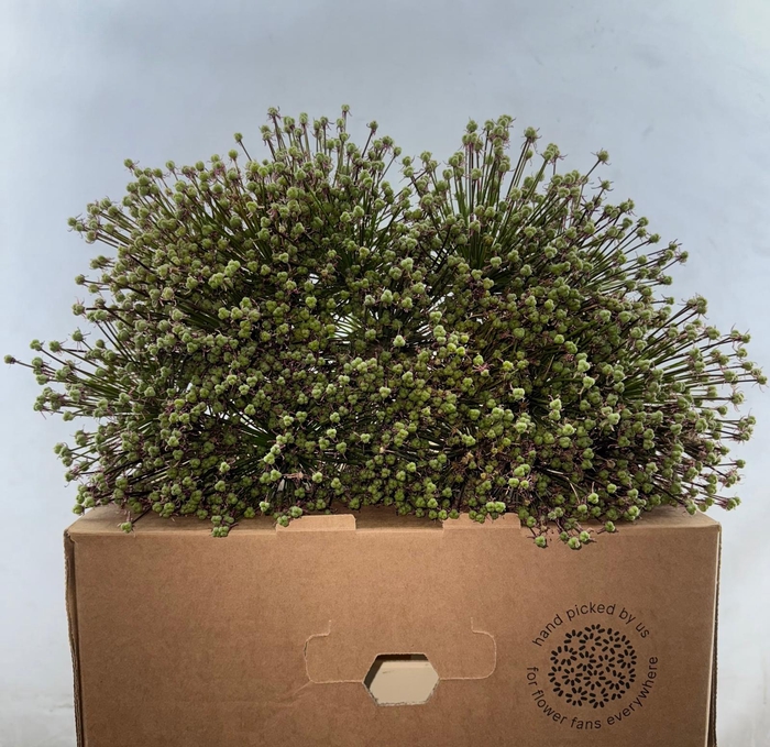 <h4>Allium Cherry Zaad</h4>